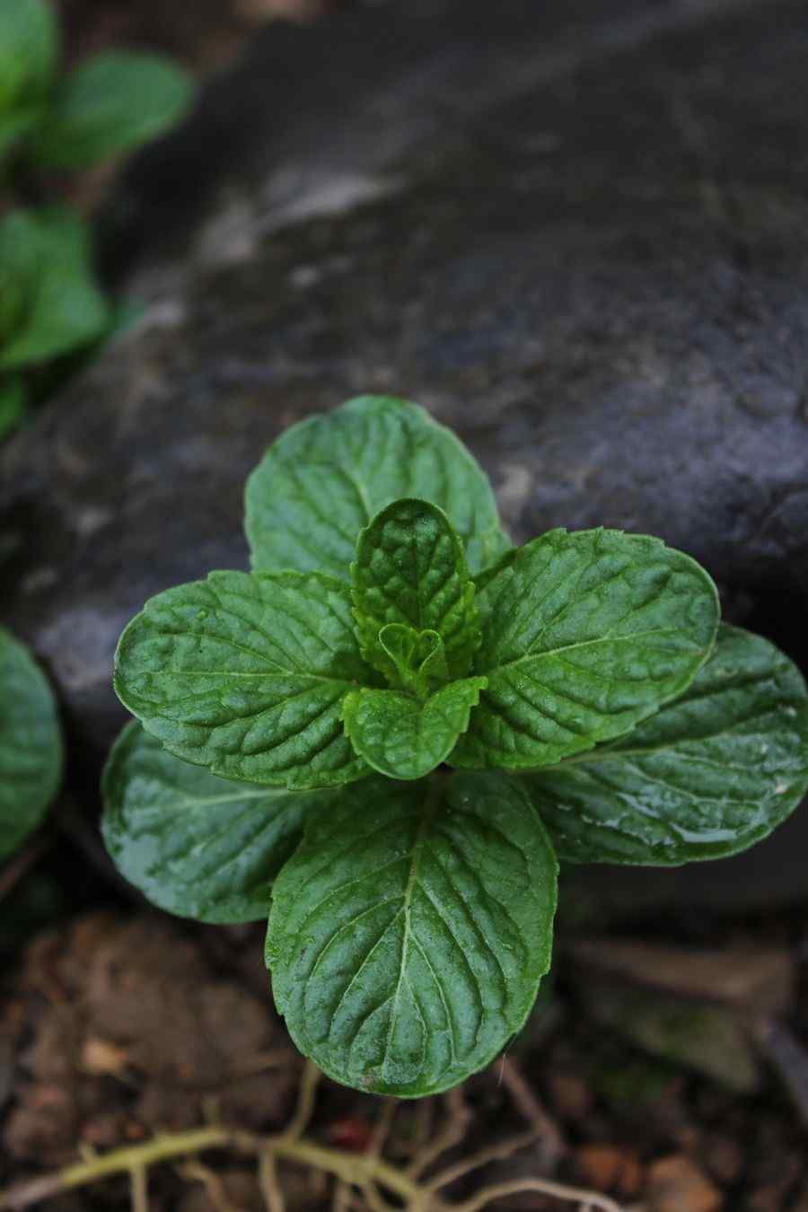 绿色护眼薄荷叶手机壁纸看