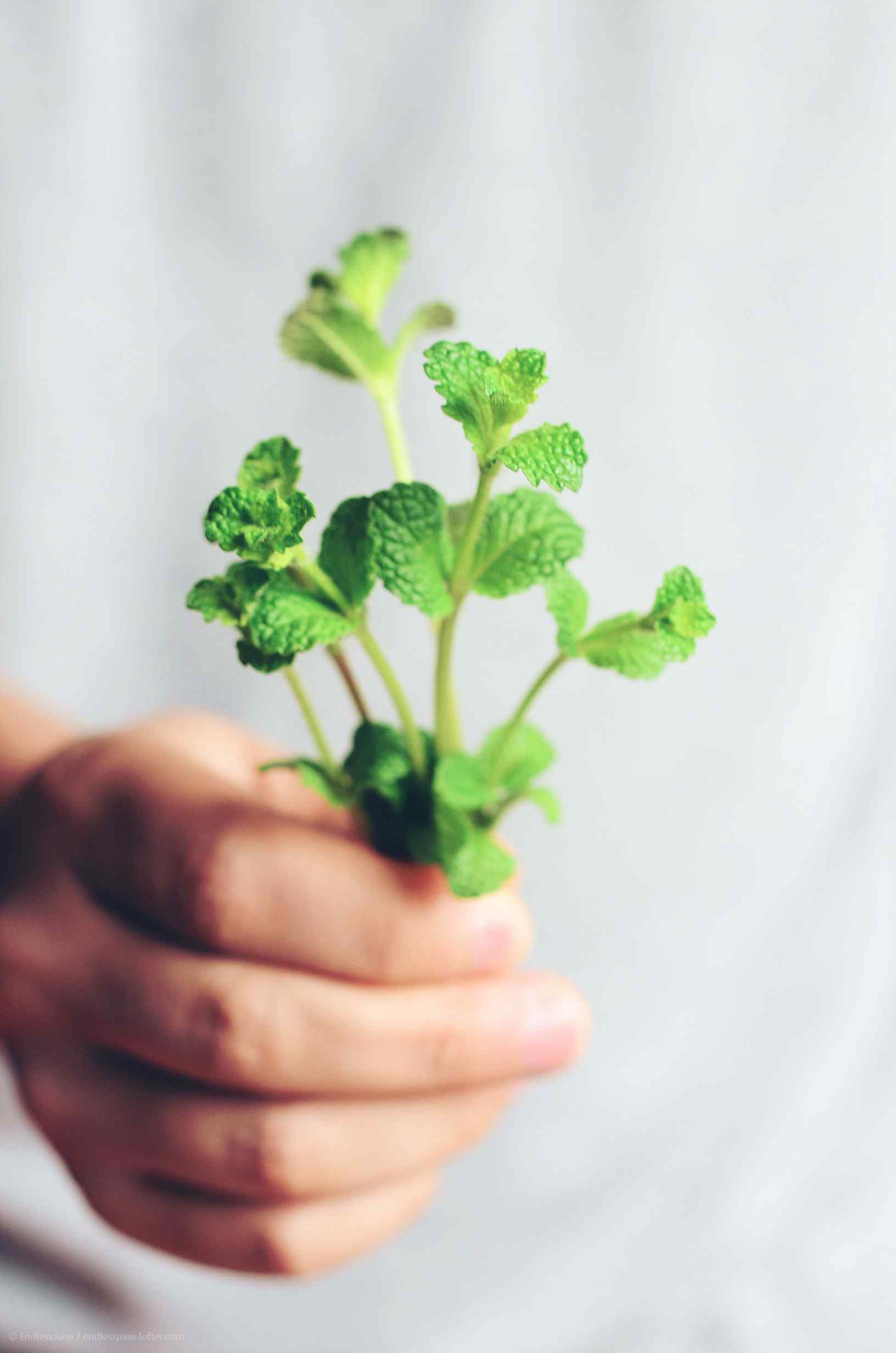 小清新日系薄荷手机壁纸