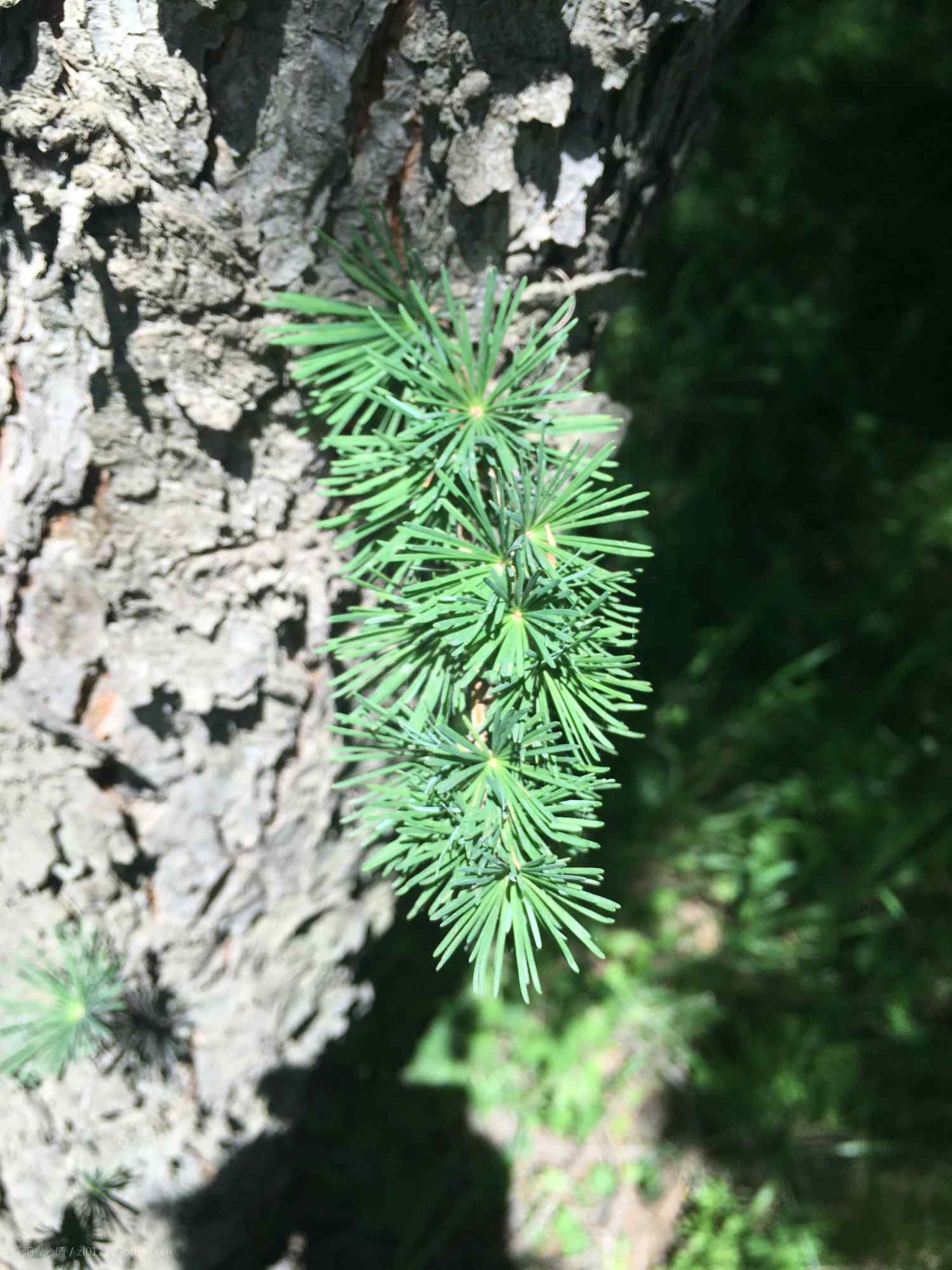 唯美好看的松针掉落在崖壁手机壁纸