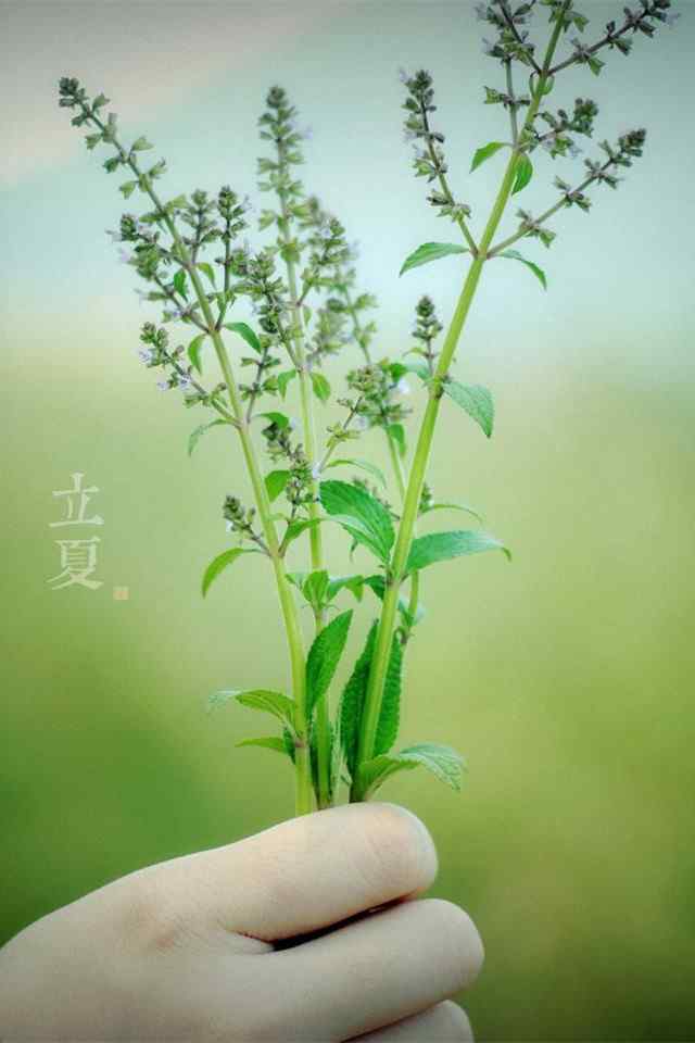 小清新立夏植物手机壁纸