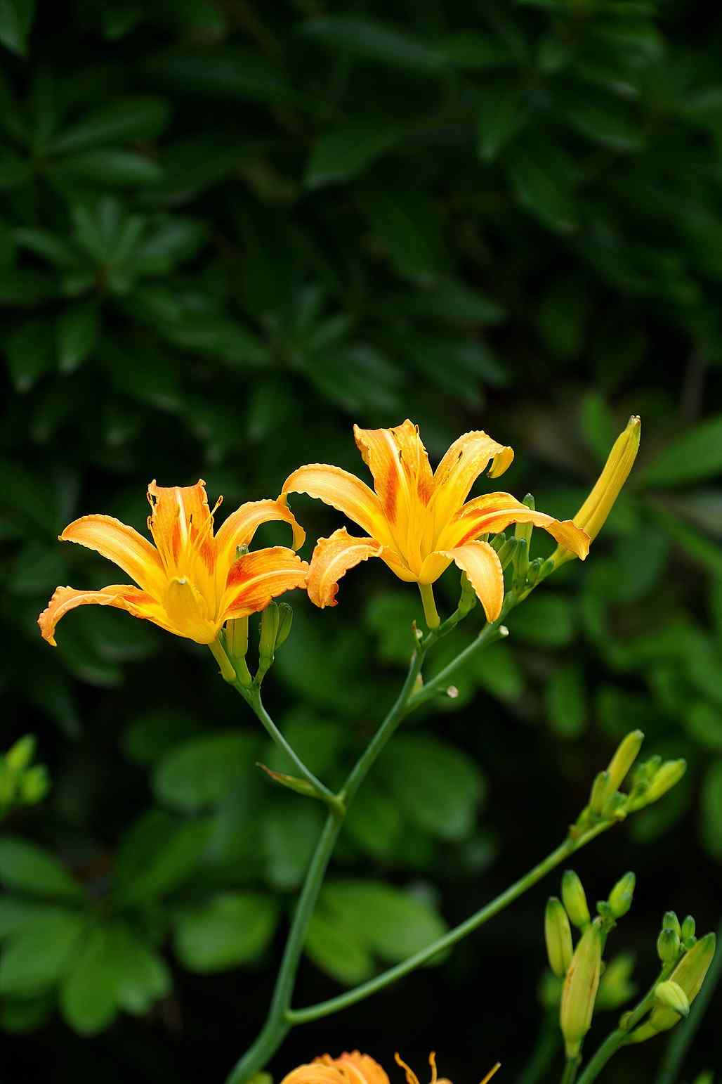 两朵忘忧草花手机壁纸