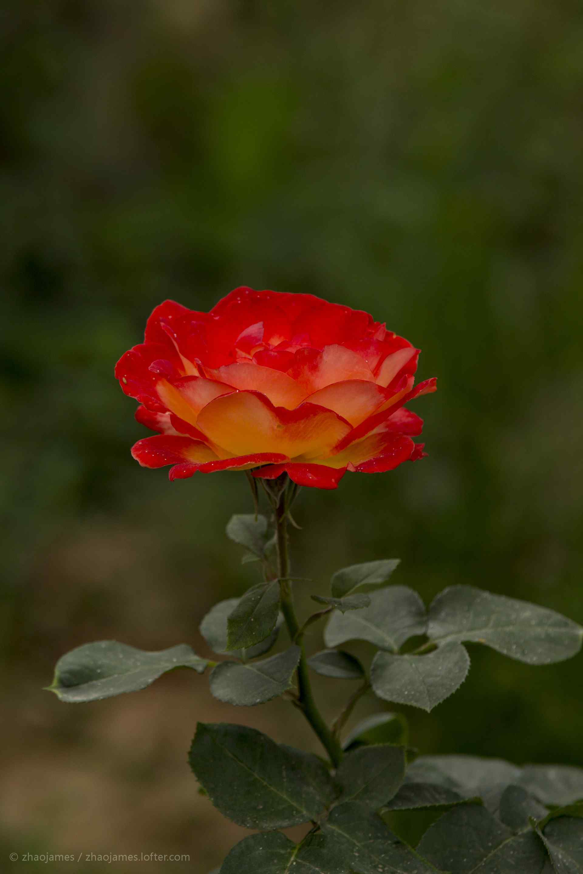 好看的红色月季花高清手机壁纸