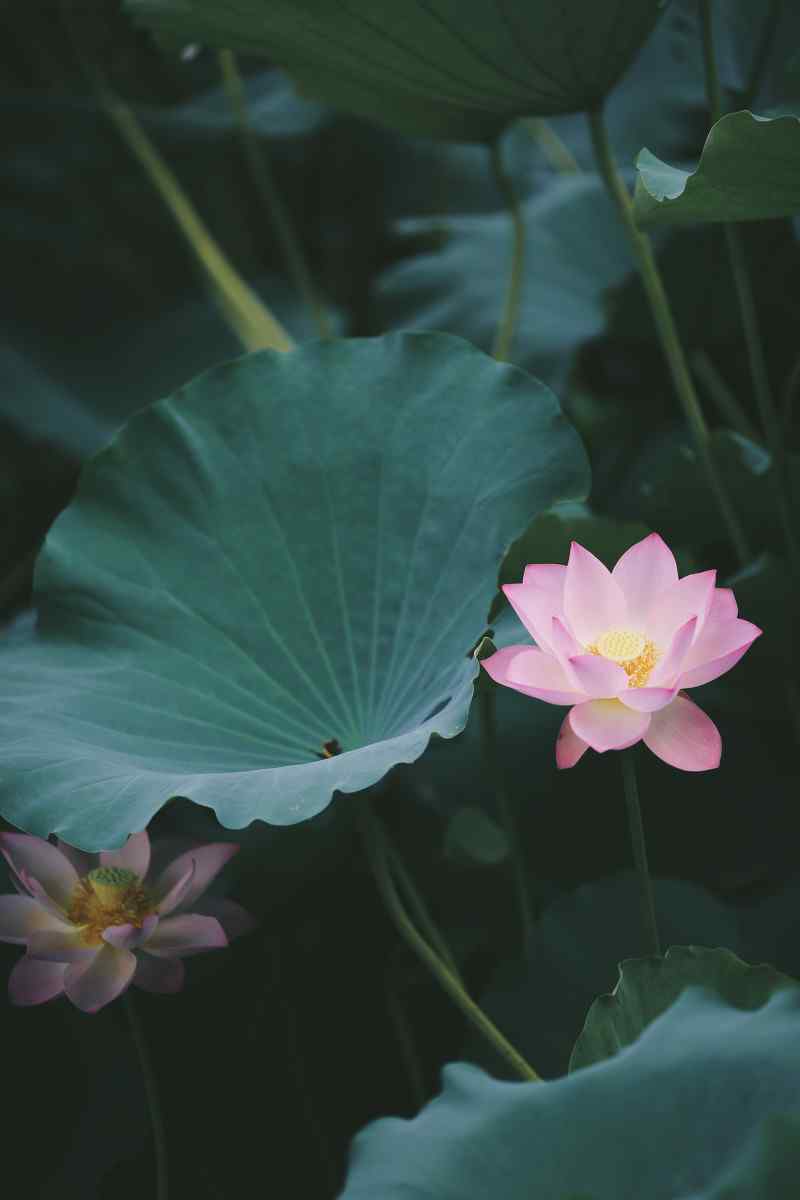 清新护眼的荷花手机壁纸