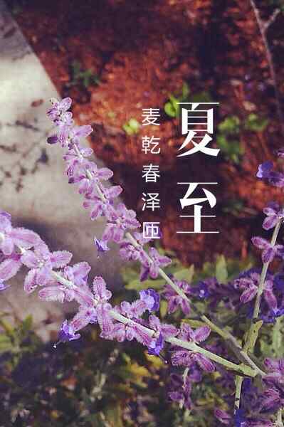 2017年夏至植物手机壁纸