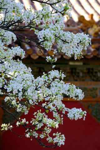 北京故宫桃花手机壁纸