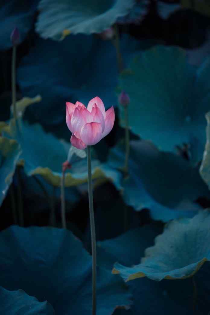 唯美的池中莲花手机壁纸