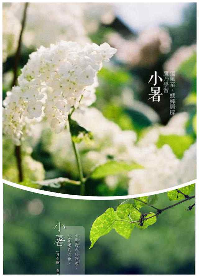 2017年小暑唯美植物护眼手机壁纸