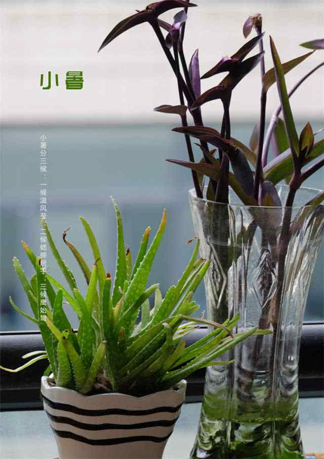 2017年小暑植物手机壁纸