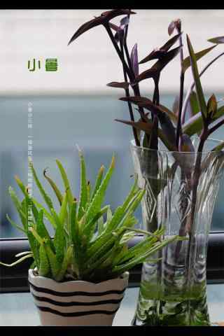 2017年小暑植物手机壁纸