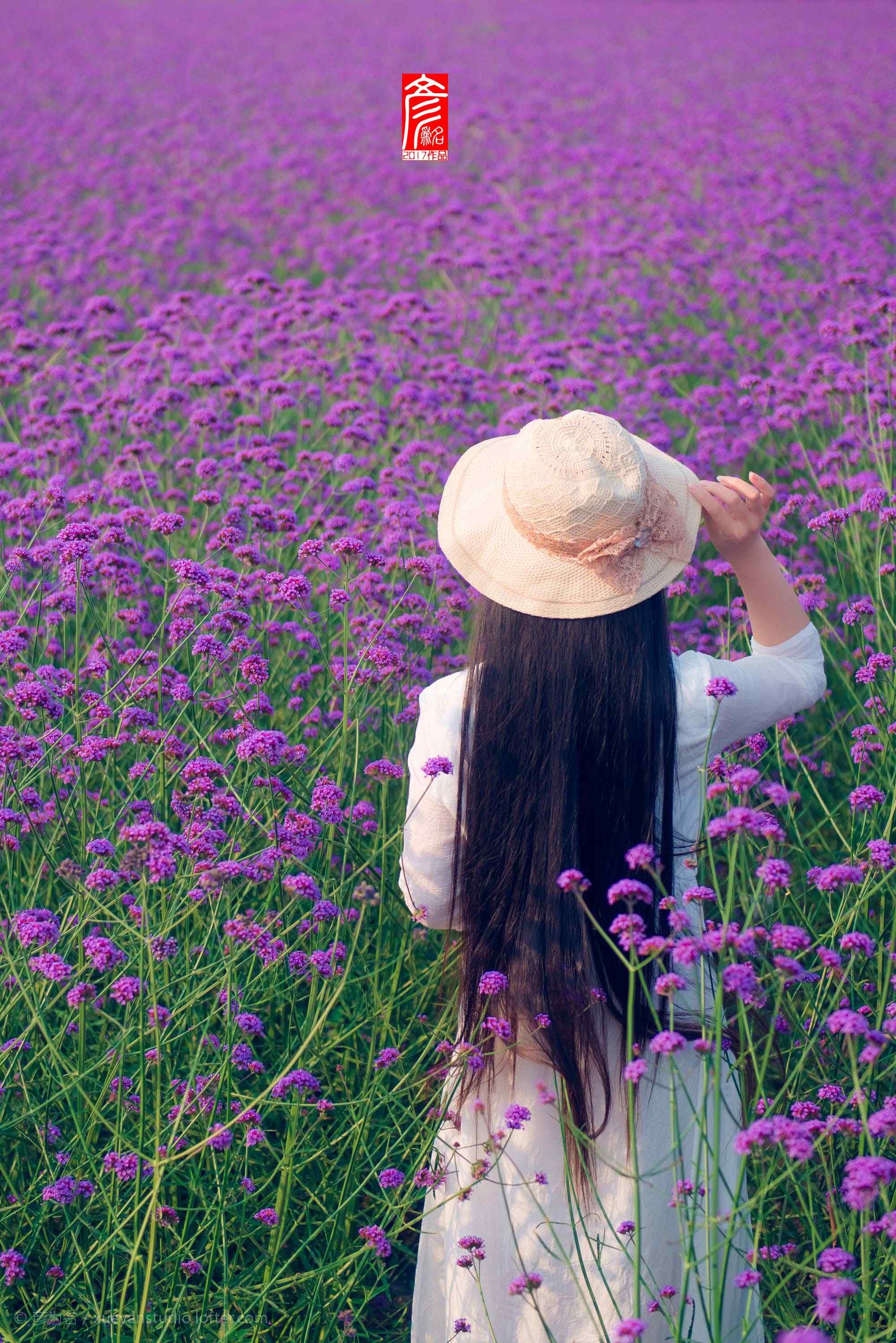 马鞭草花海中的少女背影手机壁纸