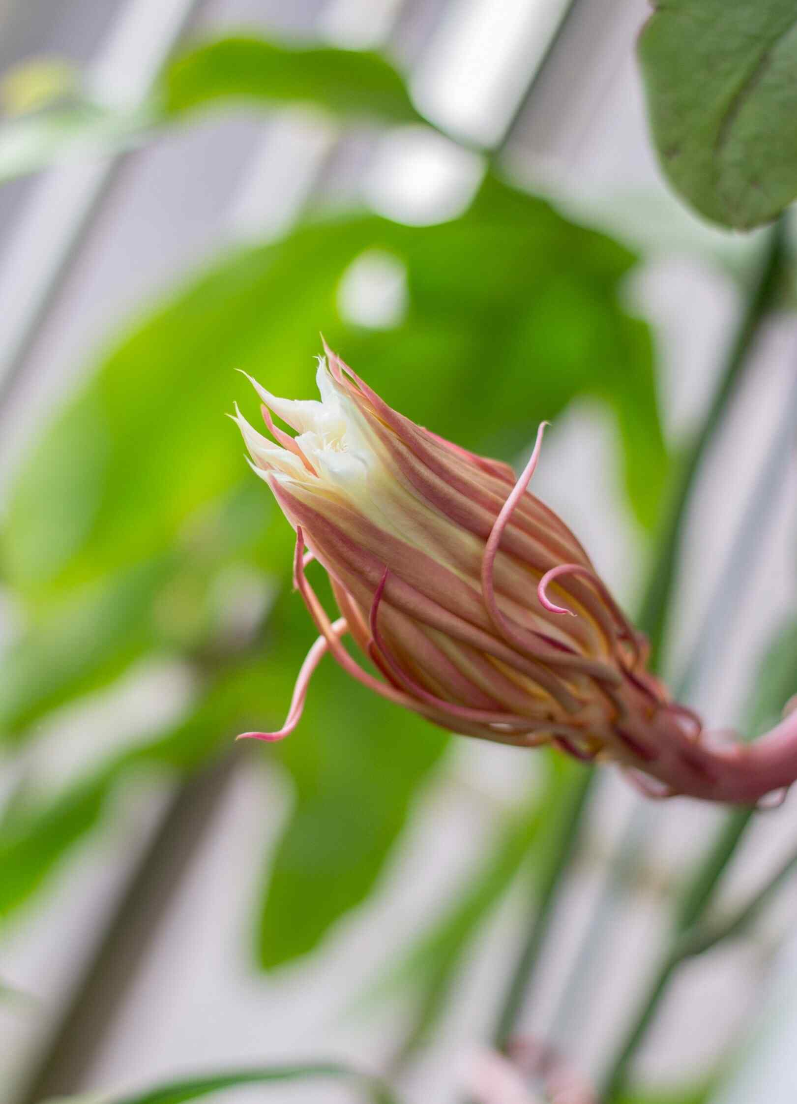 小清新文艺好看的昙花手机壁纸