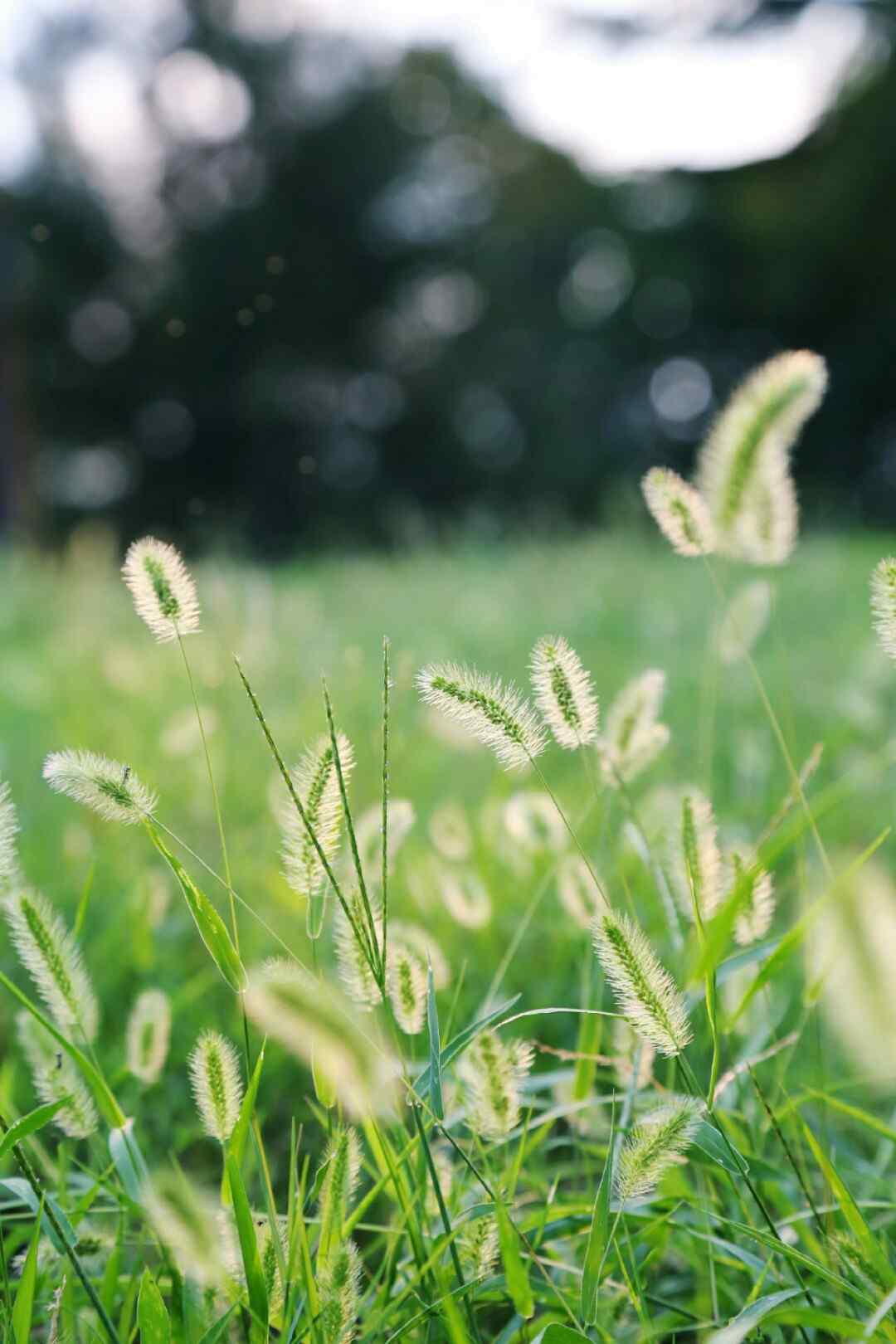 小清新好看的狗尾巴草手机壁纸