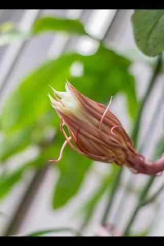 小清新文艺好看的昙花手机壁纸