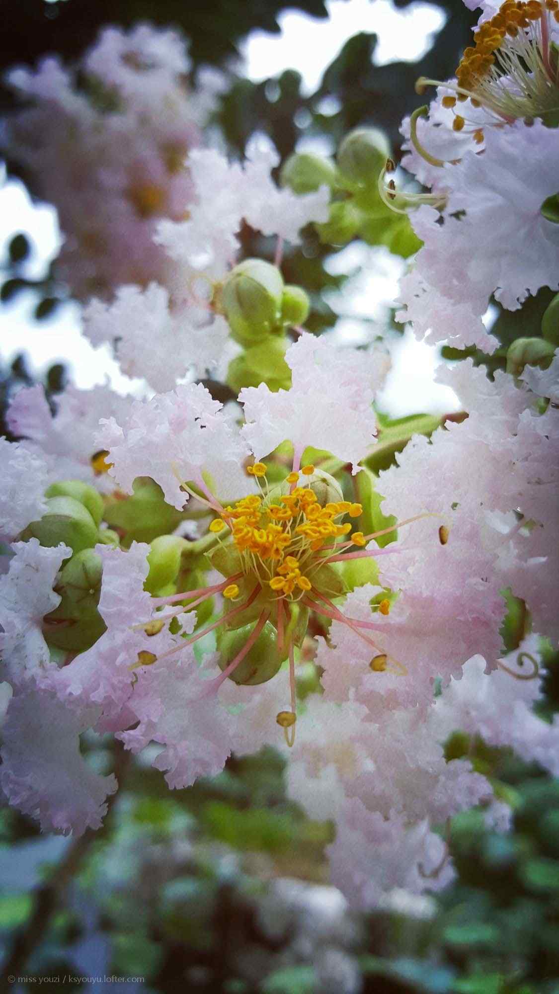 好看的粉色紫薇花手机壁纸