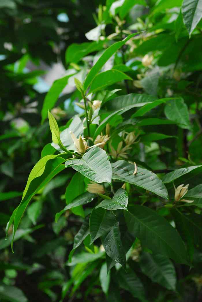 小清新好看的白兰花手机壁纸