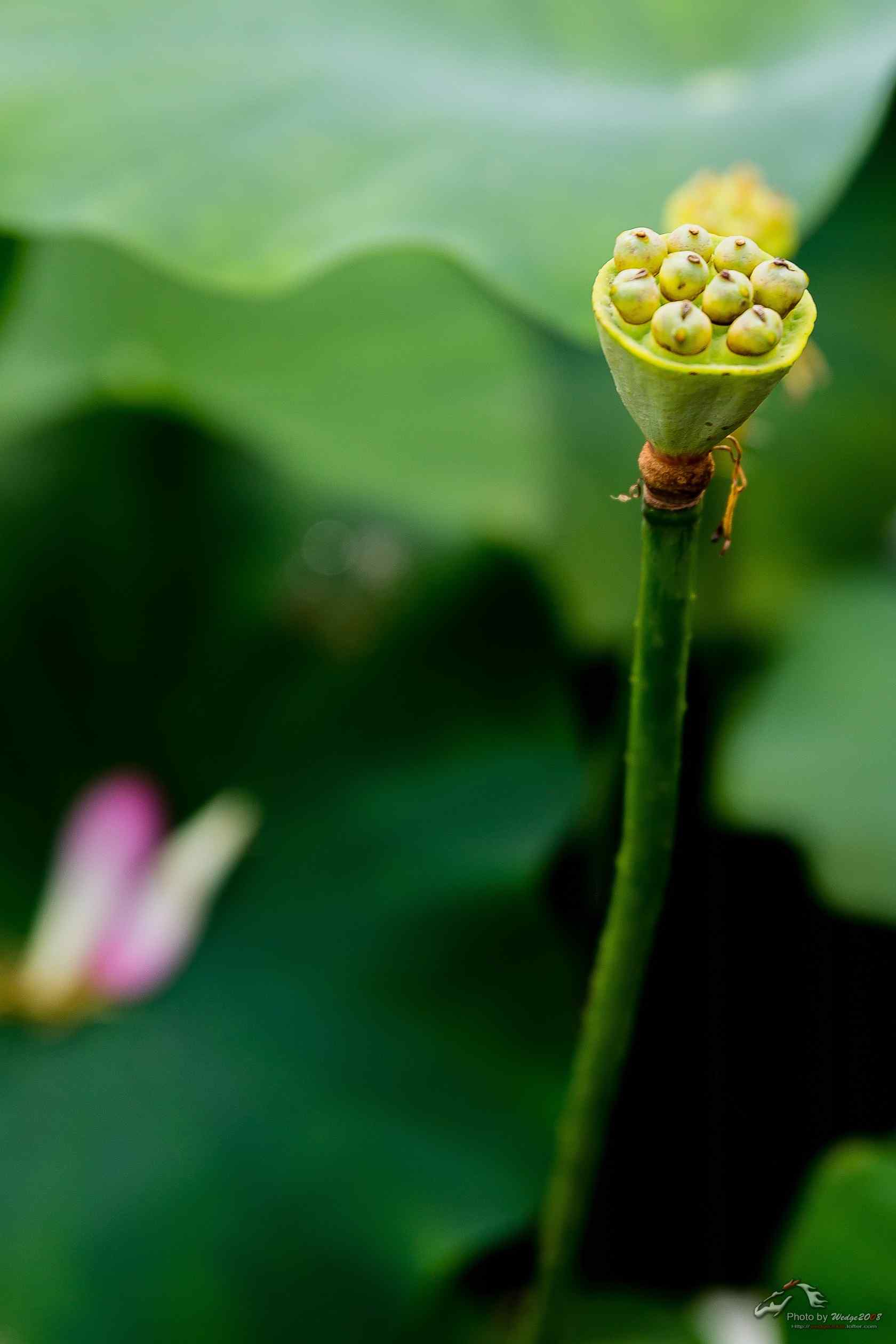 小清新绿色护眼莲蓬手机壁纸