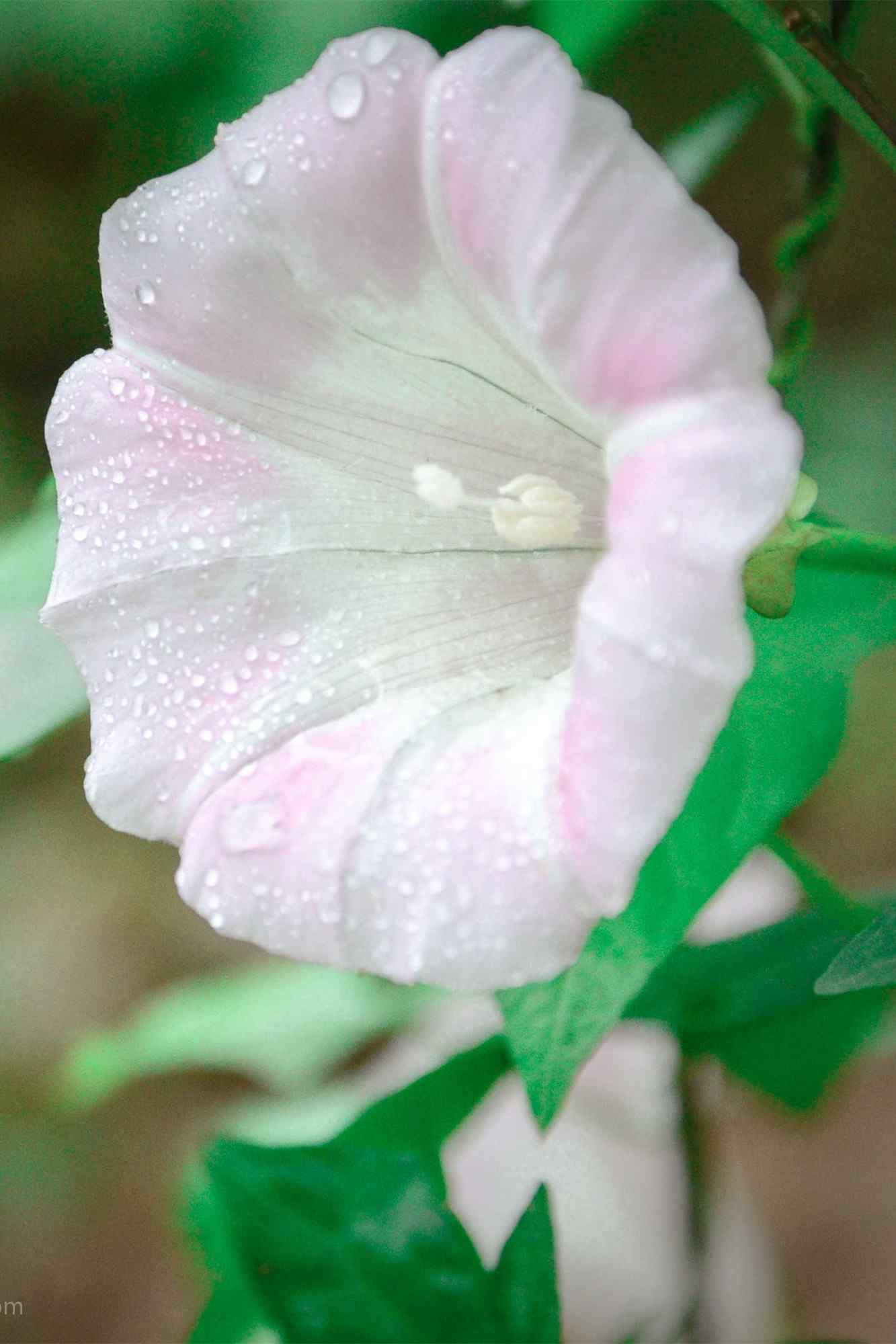 小清新绿色护眼牵牛花手机壁纸