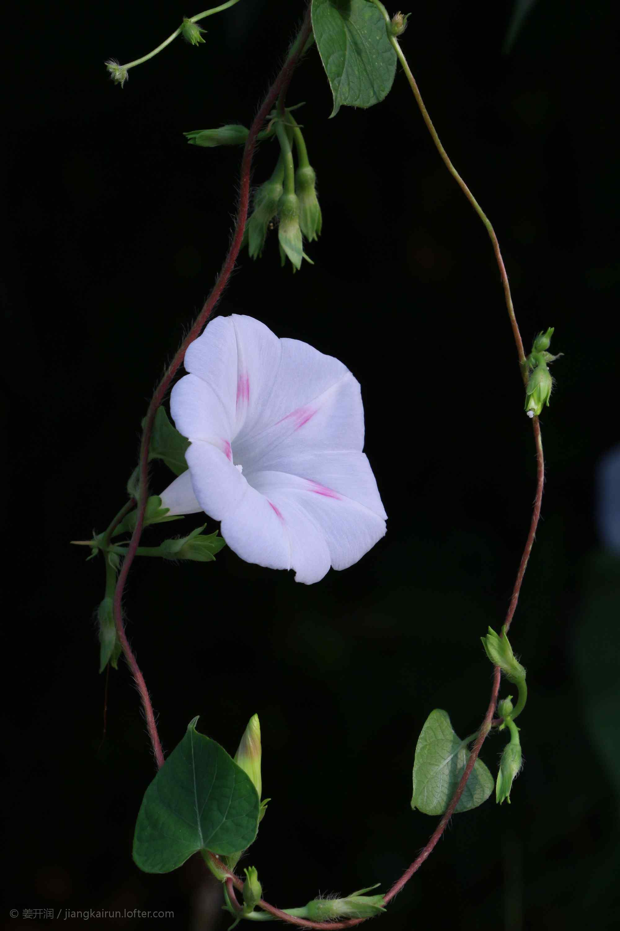 唯美淡紫色牵牛花手机壁纸