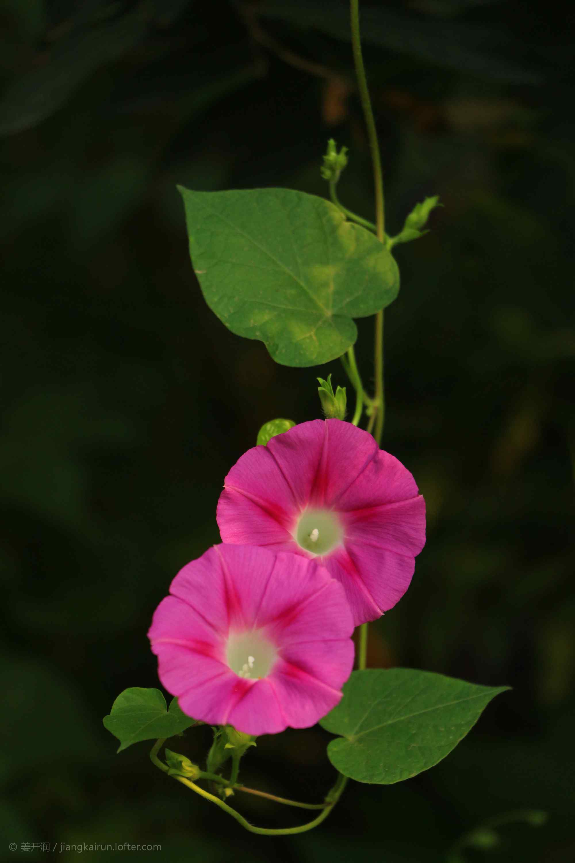 夜晚枚红色牵牛花手机壁纸