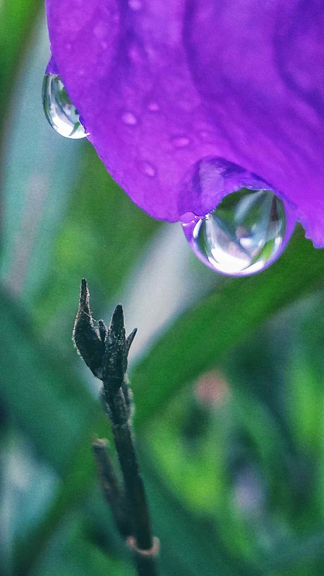 小清新唯美好看的牵牛花手机壁纸