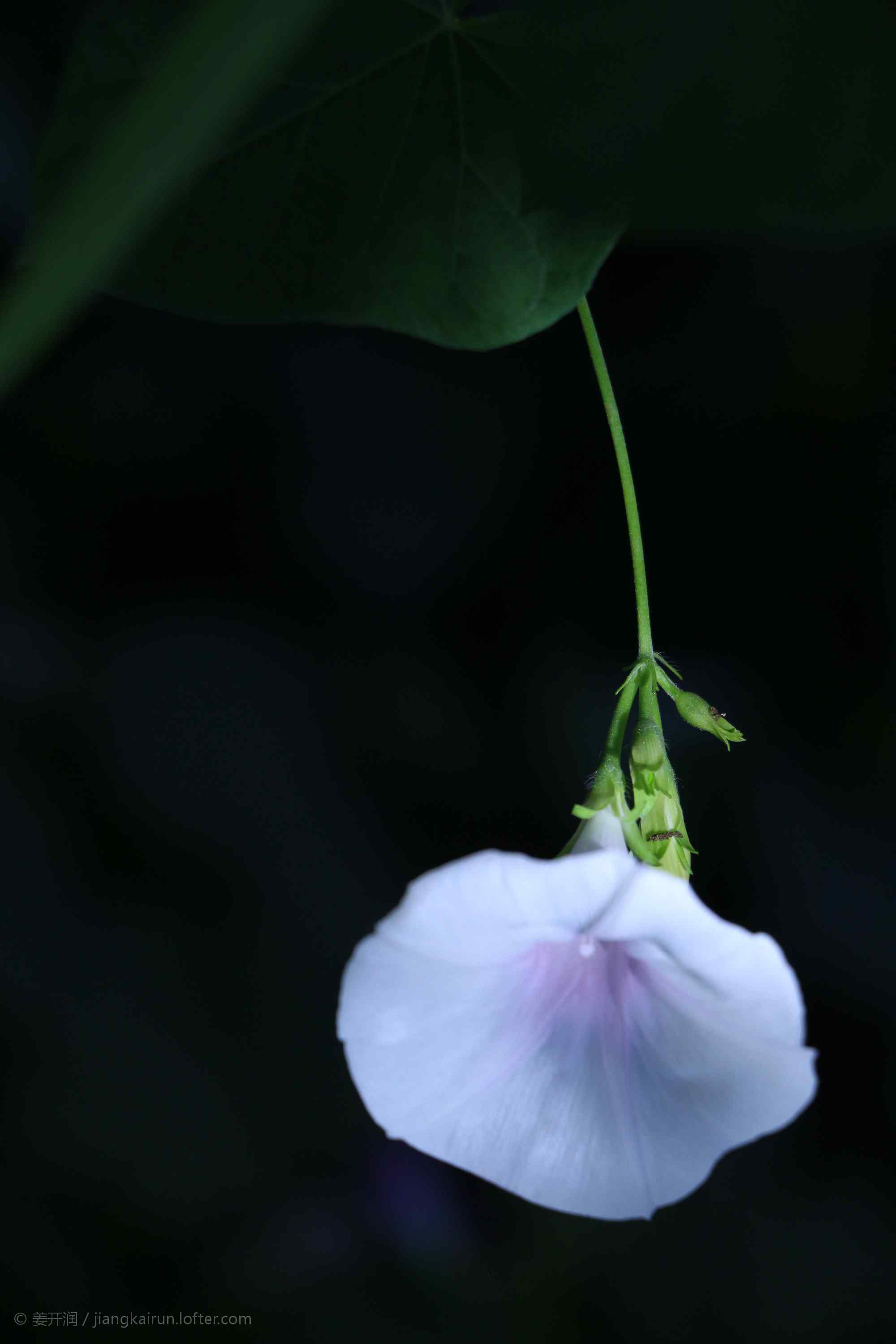 小清新好看的淡紫色牵牛花手机壁纸