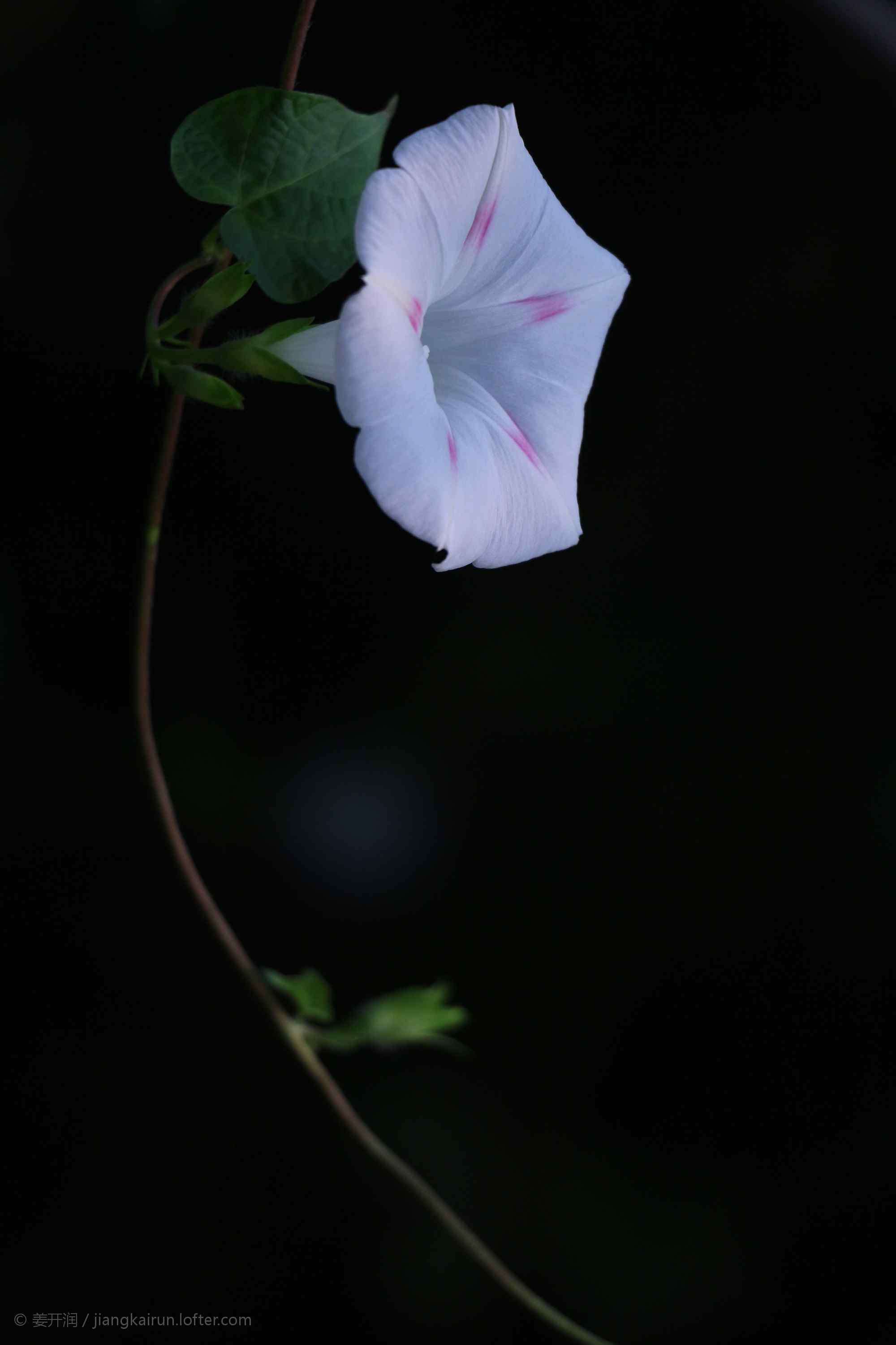 简约唯美淡紫色牵牛花手机壁纸