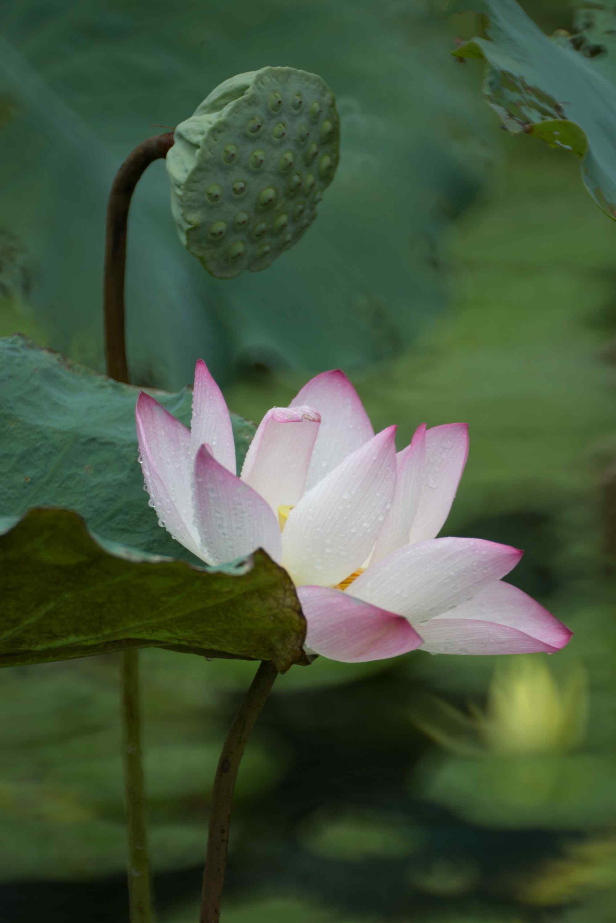 绿色护眼莲蓬和莲花手机壁纸