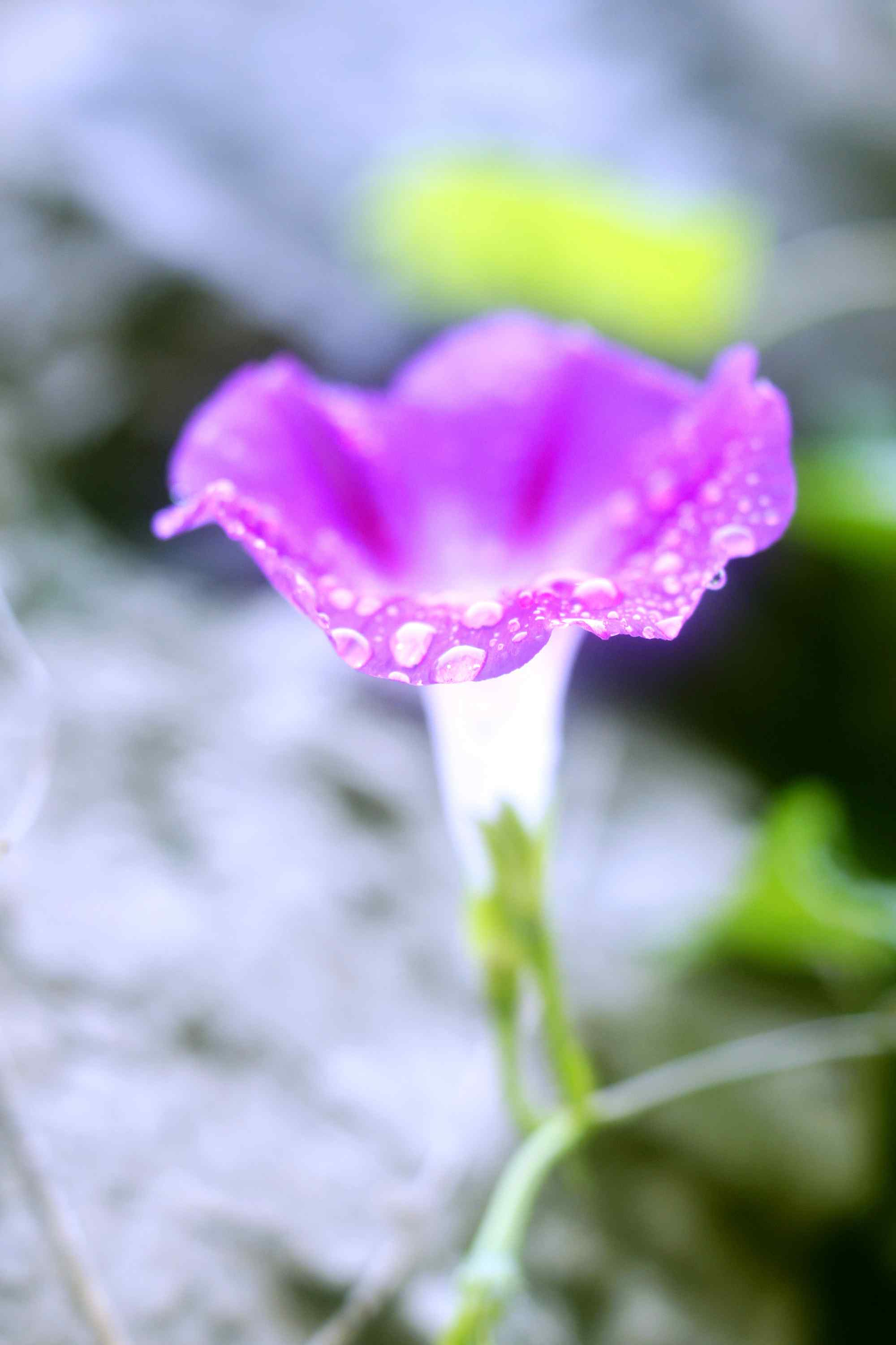 清新好看的红色牵牛花手机壁纸