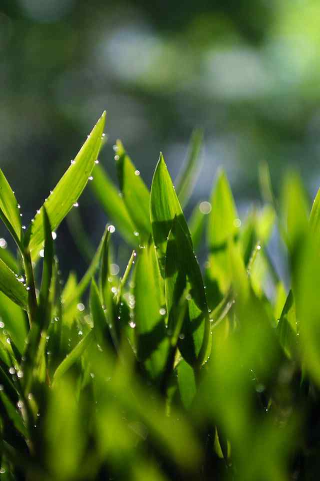 高清自然植物640*960手机壁纸大图_植物壁纸