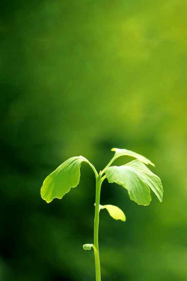 绿叶 嫩芽 嫩叶 树叶 新芽 植物 桌面 600_900 竖版 竖屏 手机_植物壁纸