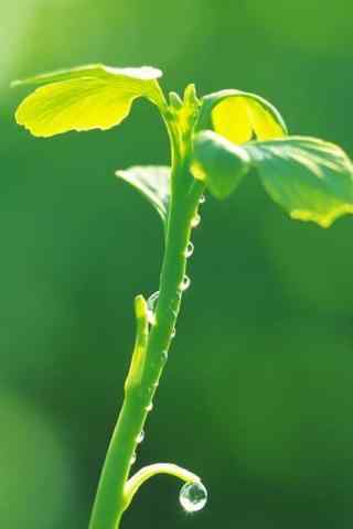 苹果园植物手机壁