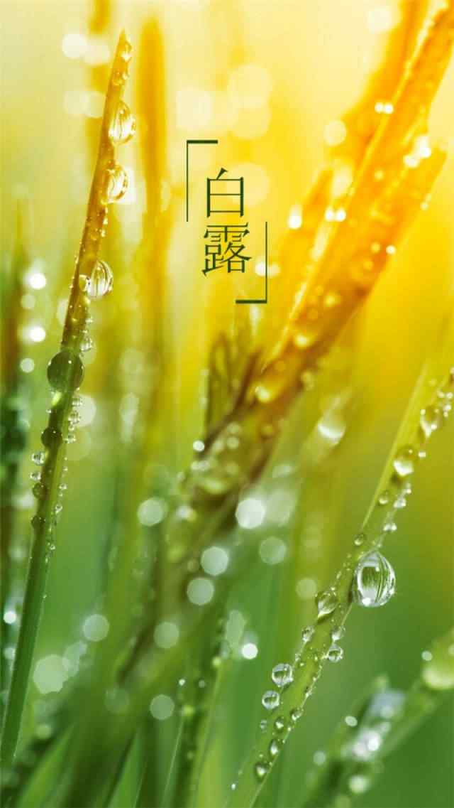 2017白露节气唯美绿叶手机壁纸