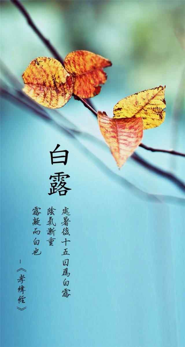 2017白露节气秋日落叶手机壁纸