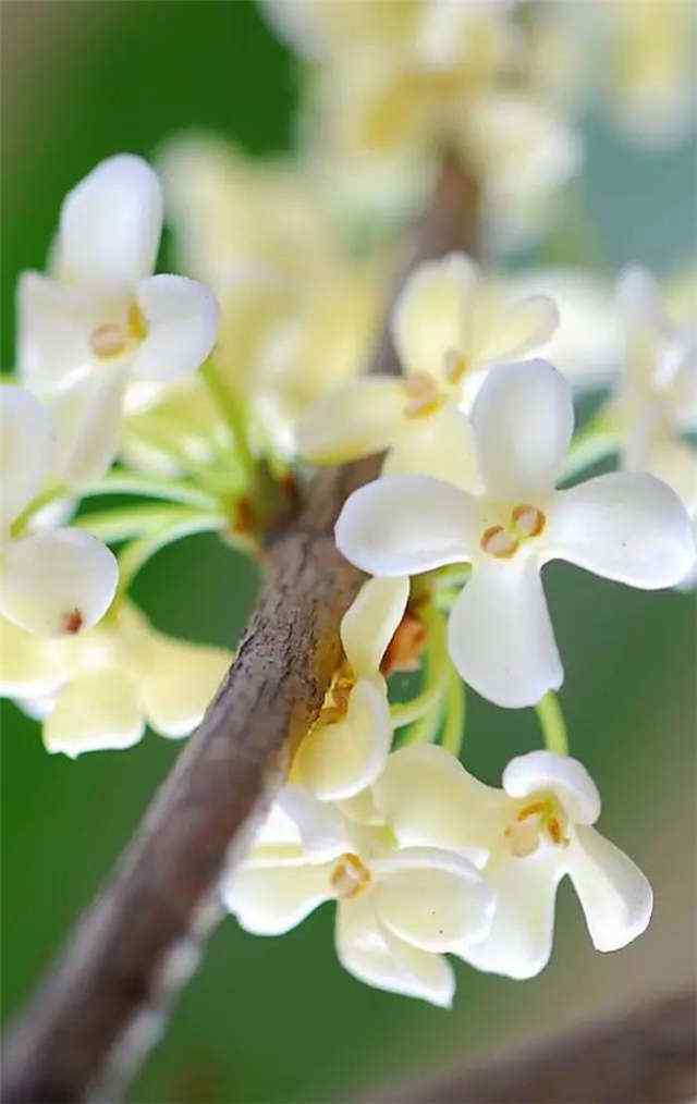 可爱的桂花树手机壁纸