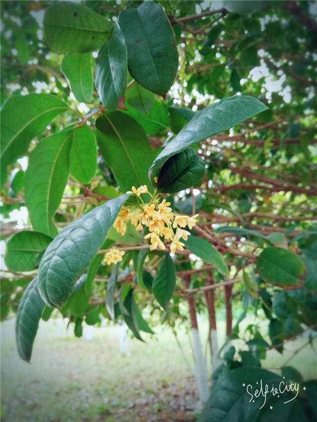 清新植物桂花手机壁纸