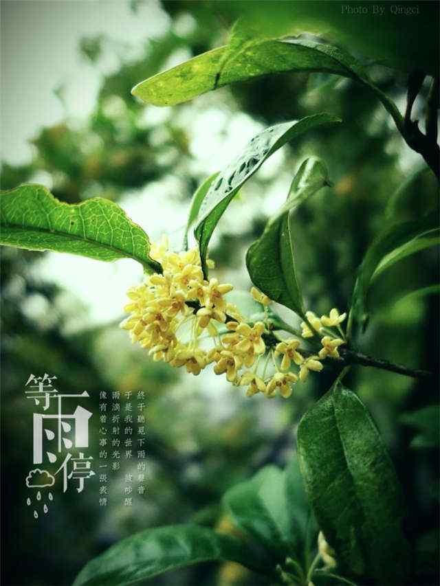 绿叶中的桂花手机壁纸