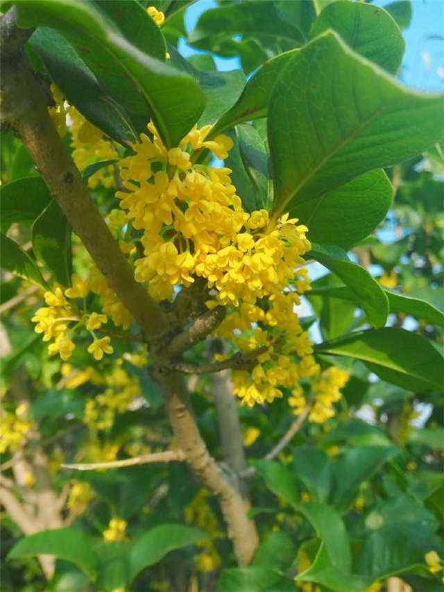 清新桂花树手机壁纸