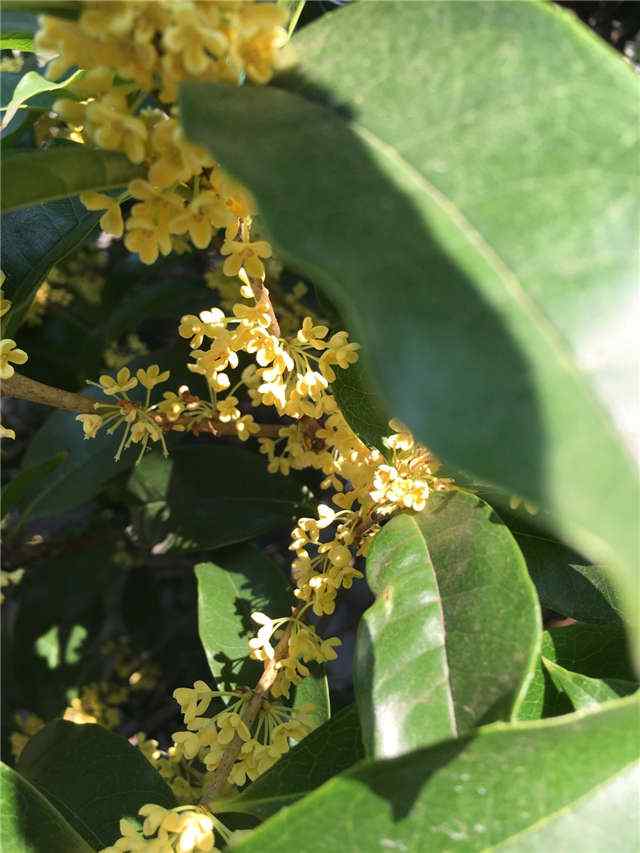 小清新桂花手机壁纸