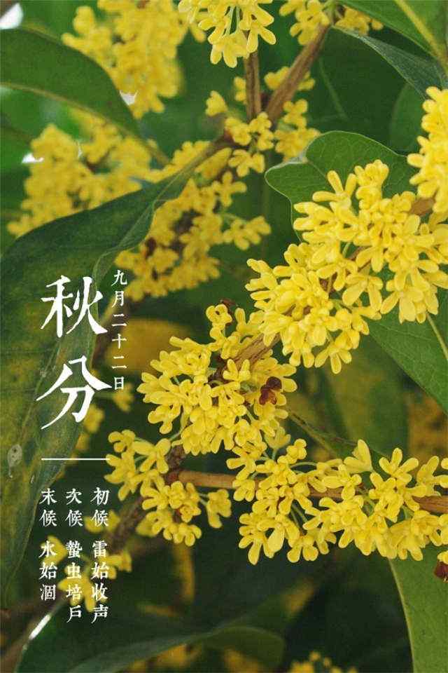 秋分节气之秋日黄花手机壁纸