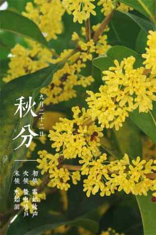 秋分节气之秋日黄花手机壁纸