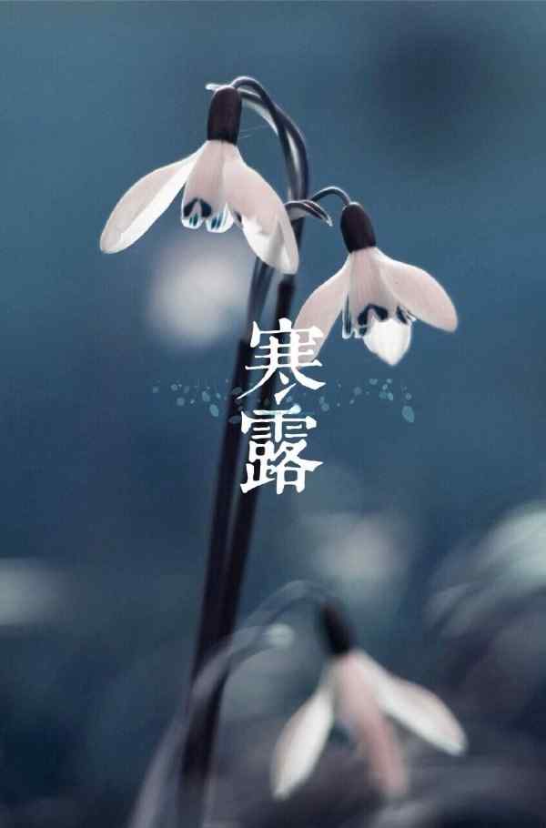 2017年寒露节气之水珠与植物手机壁纸