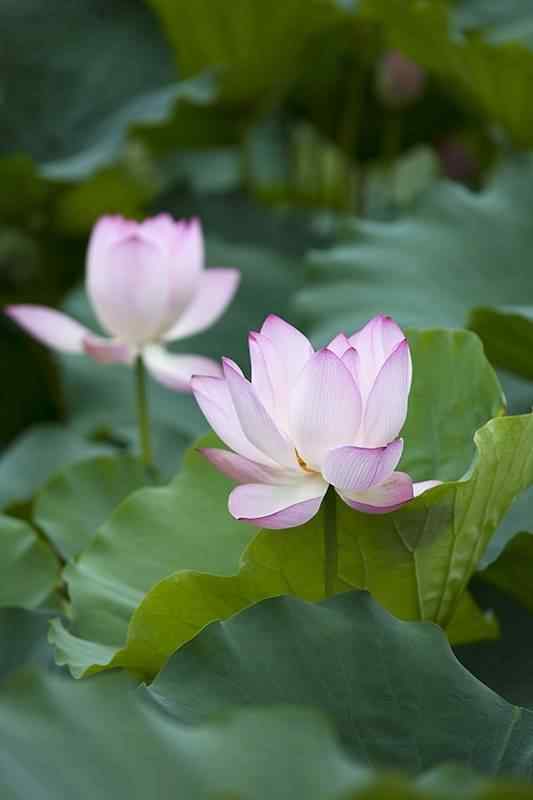 美丽荷花唯美手机壁纸