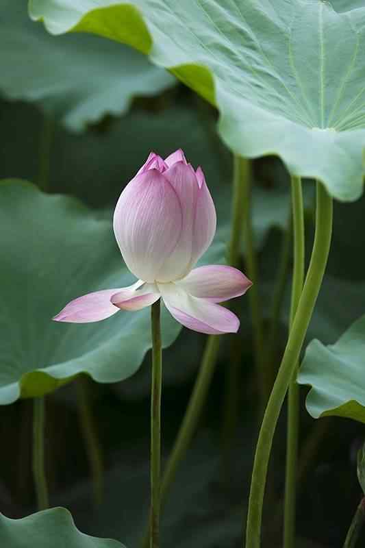 美丽的荷花手机壁纸