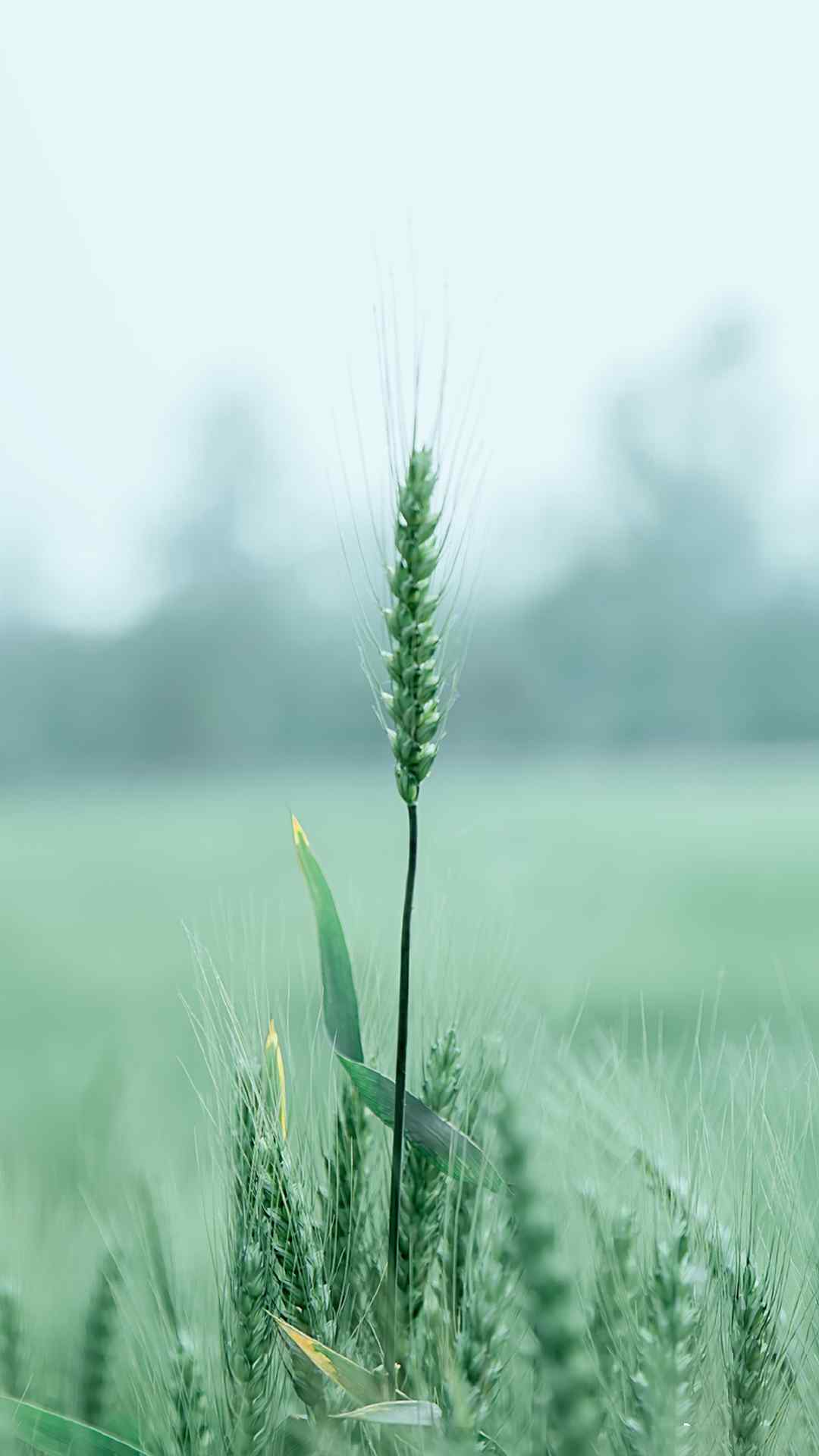 绿色护眼植物手机壁纸