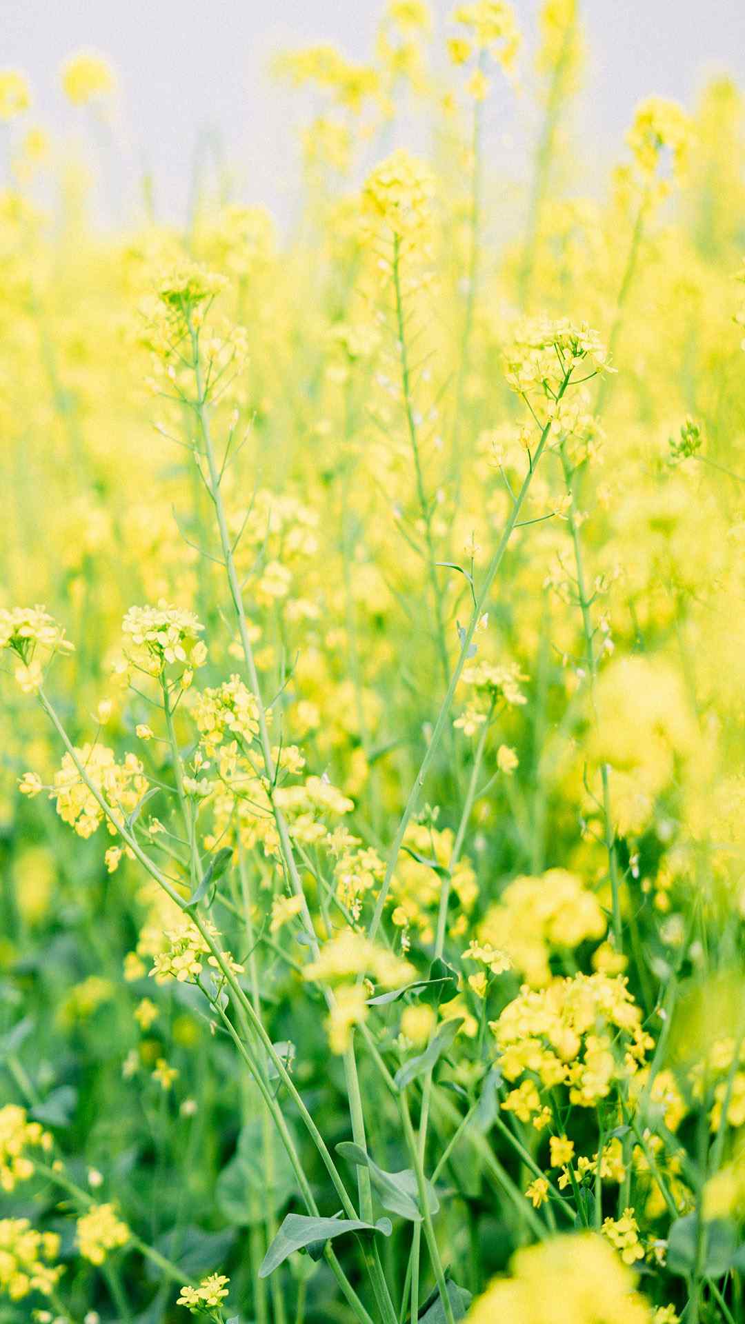 油菜花田园唯美风景植物手机壁纸