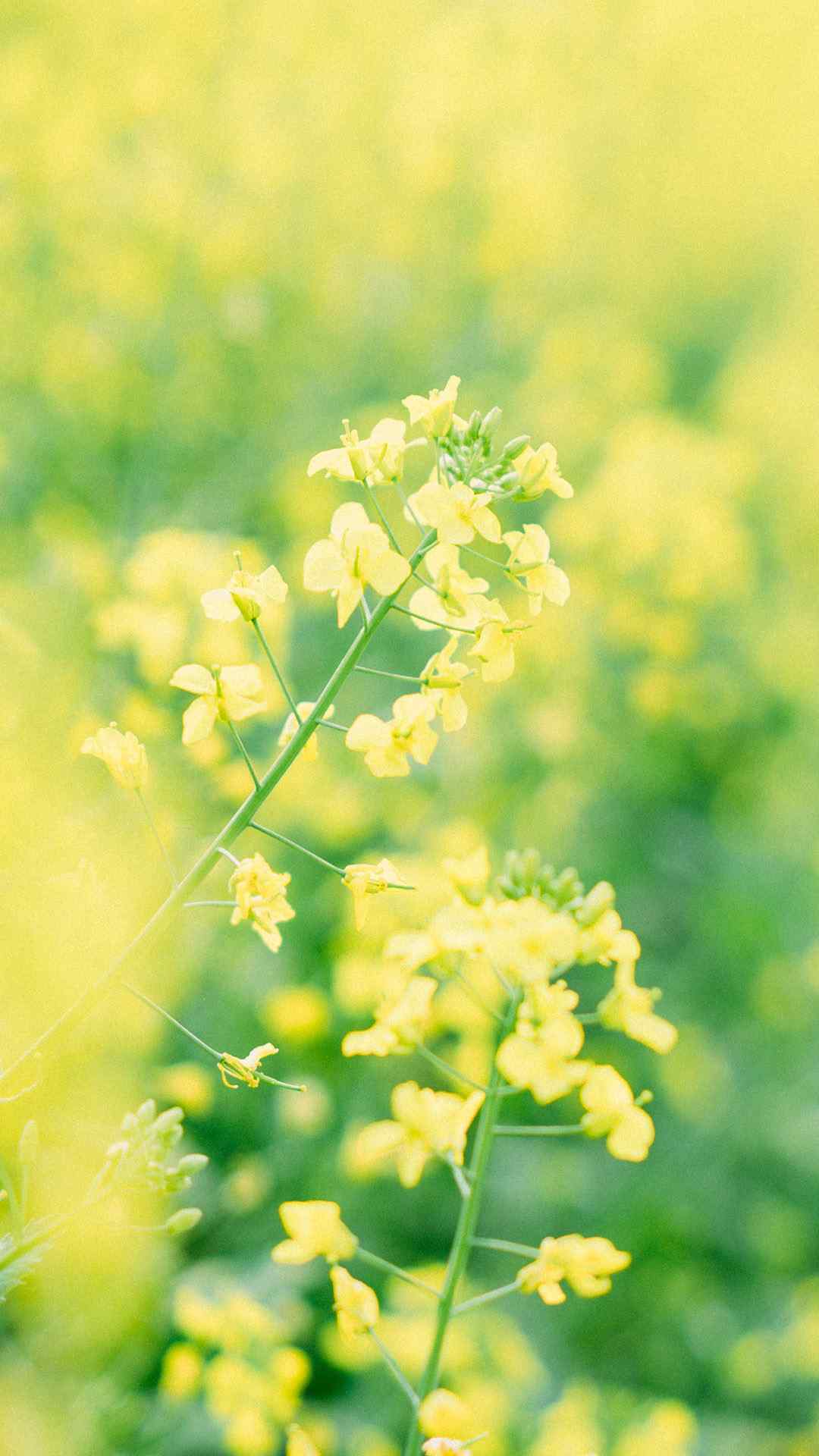 油菜花田园唯美风景植物手机壁纸