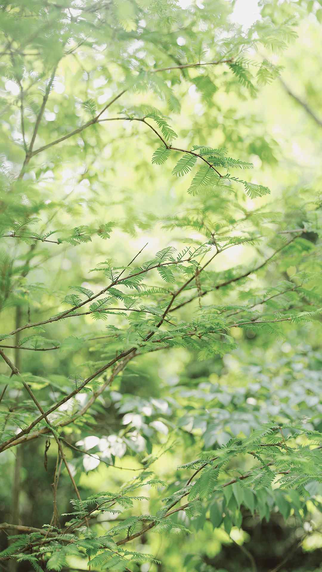 绿色护眼小清新植物手机壁纸