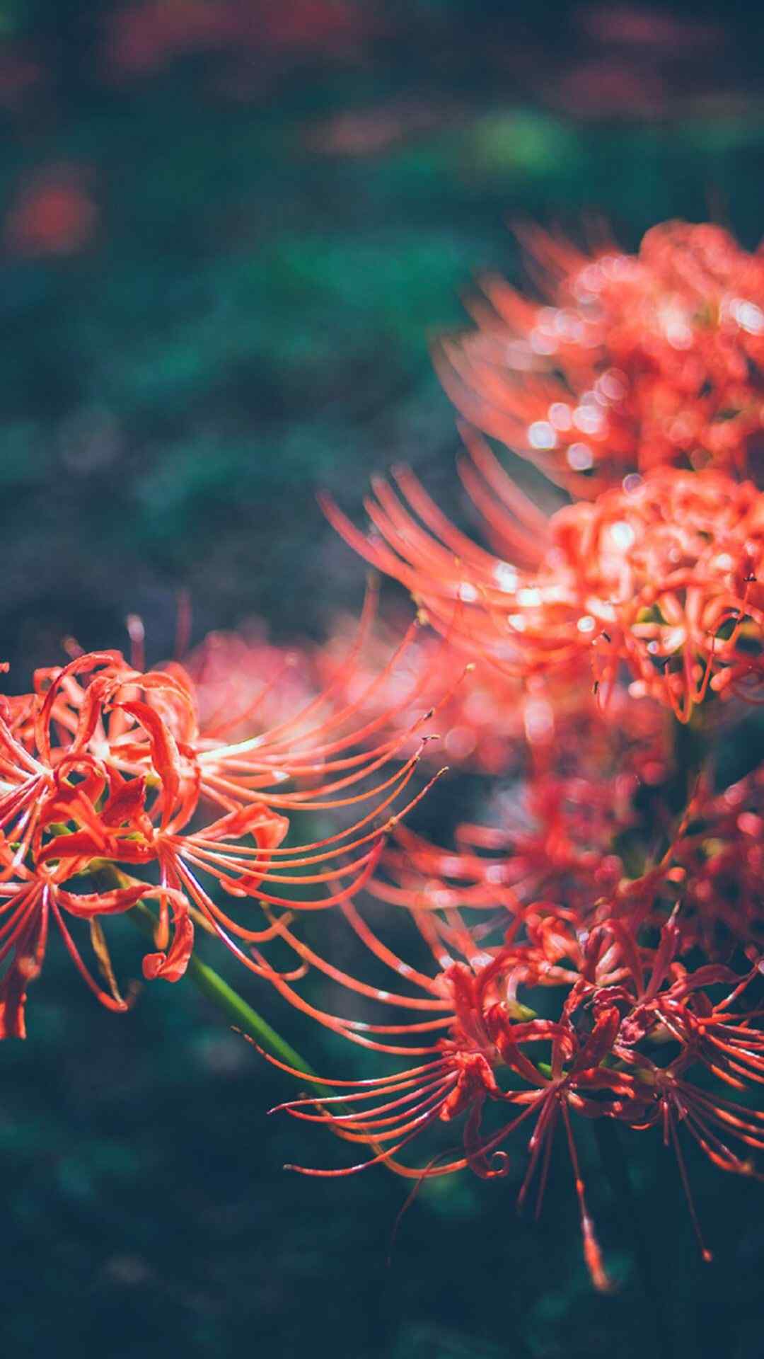 彼岸花唯美花卉植物手机壁纸