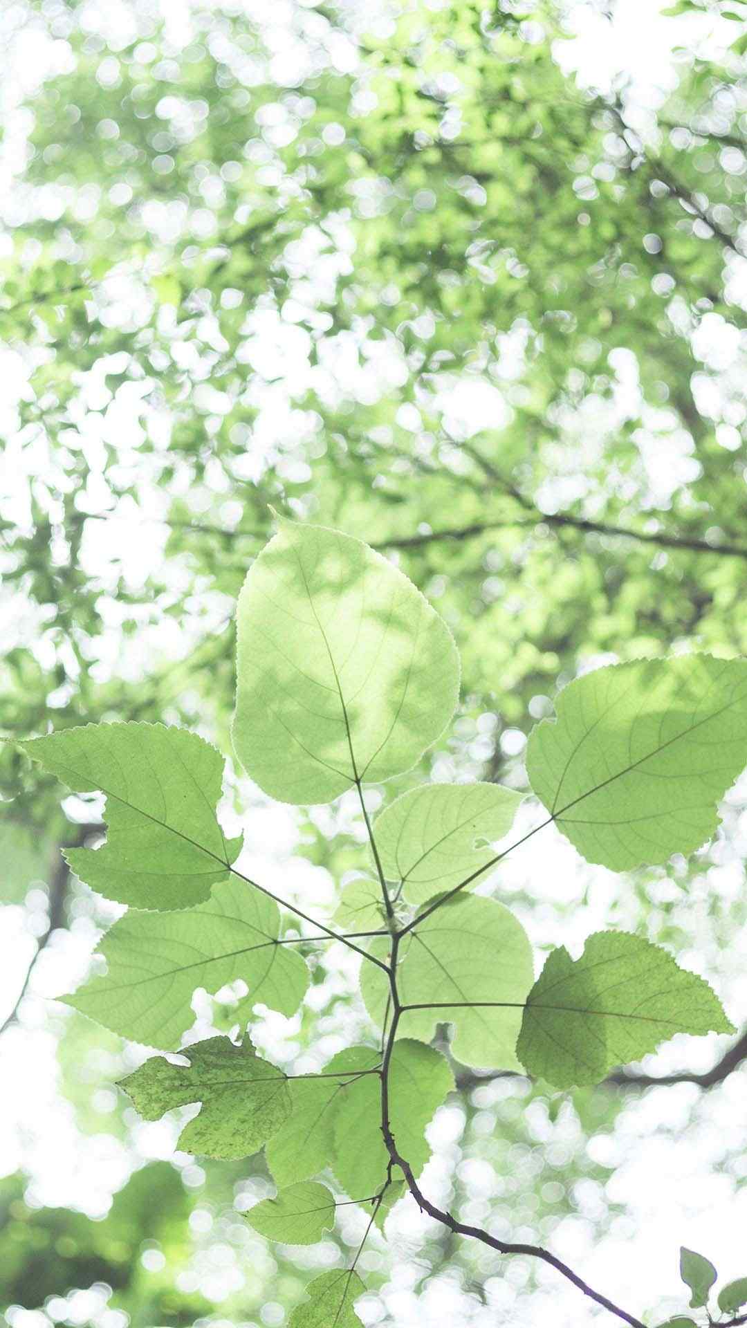 植物绿色小清新手机壁纸