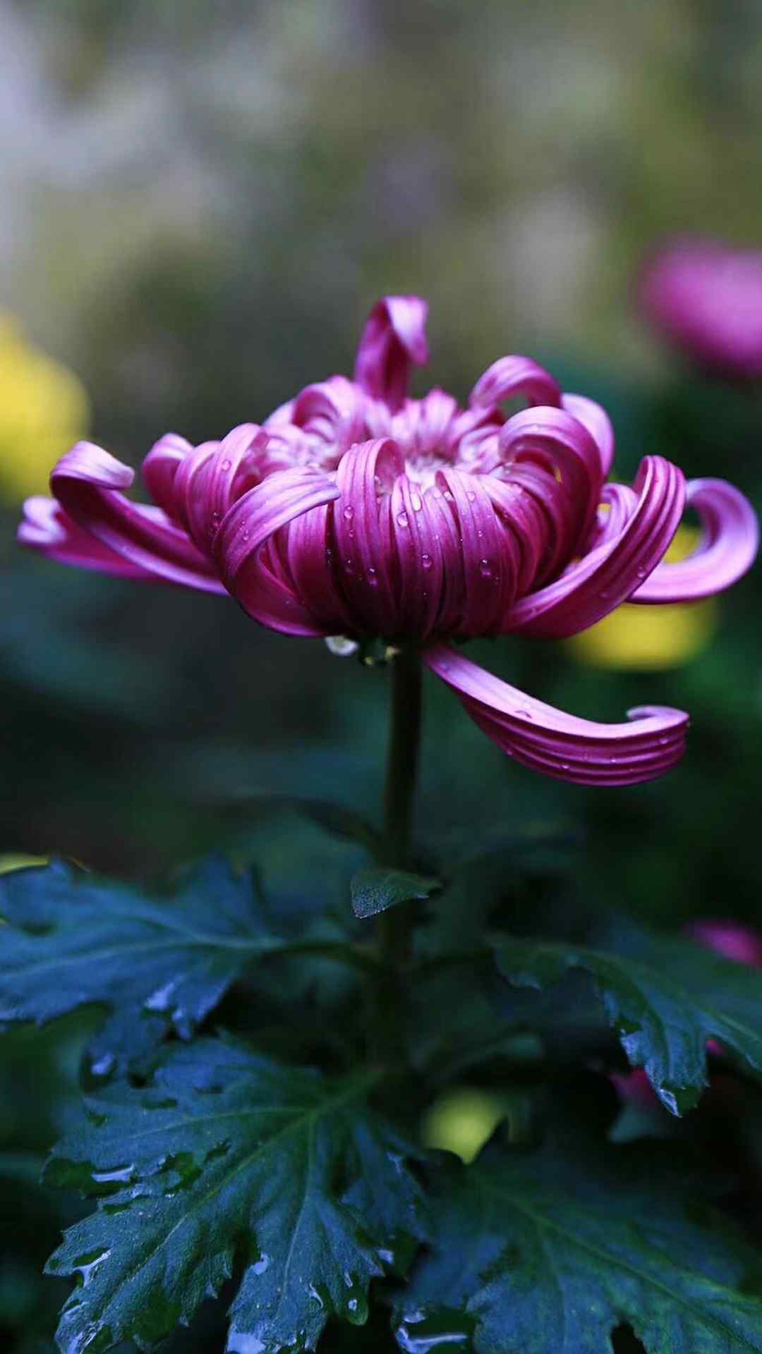 菊花唯美植物手机壁纸